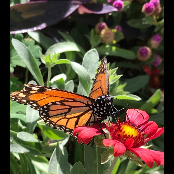 Meet your Posher, Suzy - Picture 1 of 3